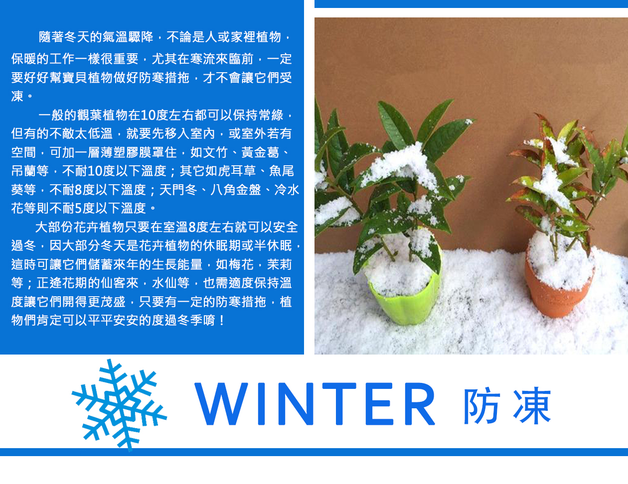 冬天植物照顧-防凍.jpg