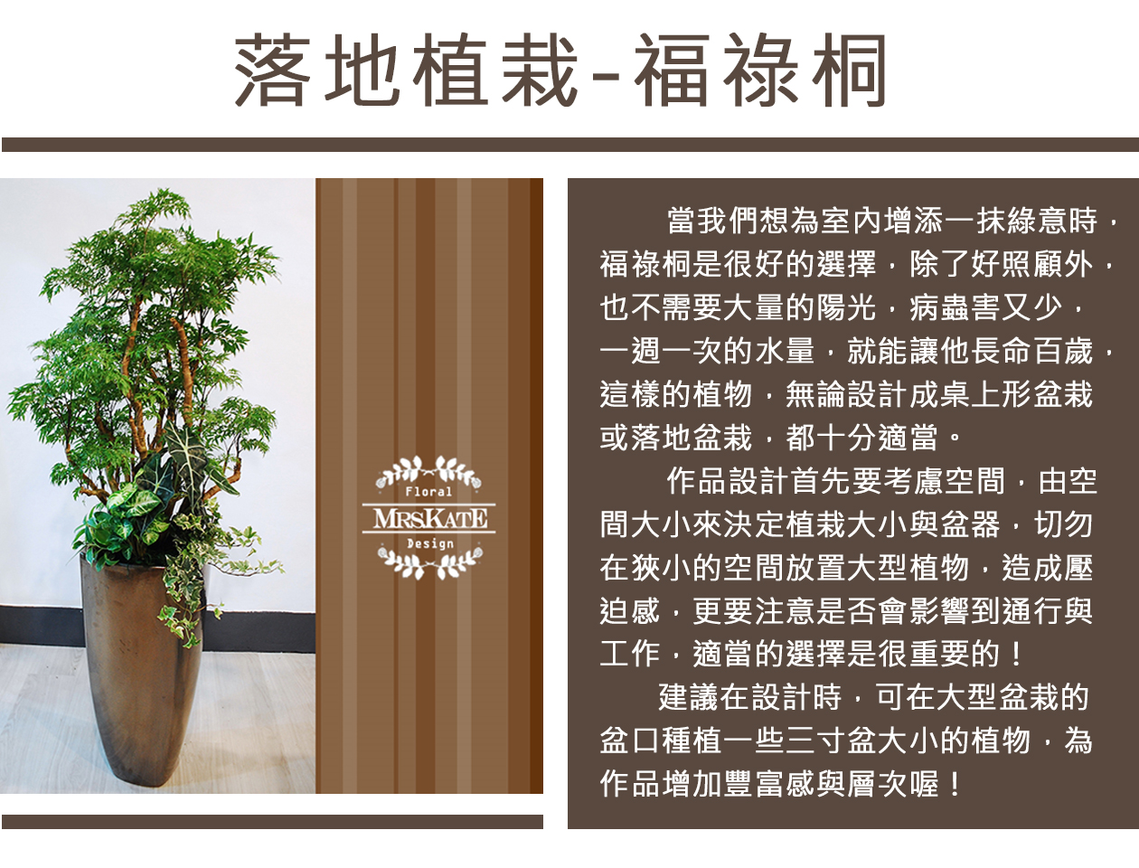 秋冬設計-落地植栽福祿桐.jpg